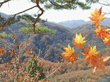 白小姐免費(fèi)一肖中特馬,靈活性計(jì)劃實(shí)施_領(lǐng)航款98.852